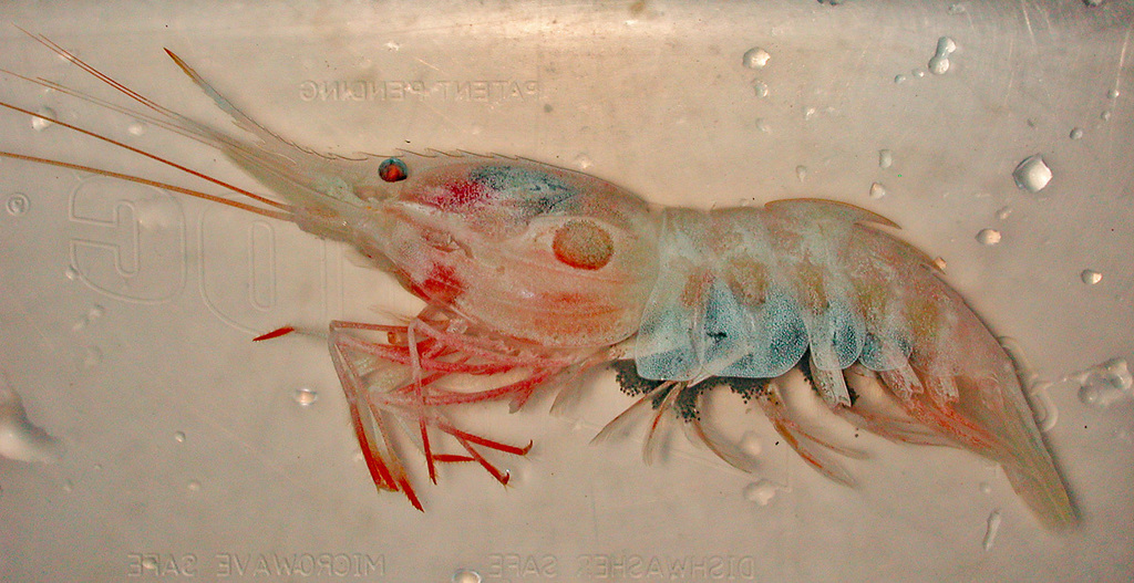 Armed nylon shrimp