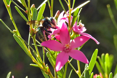 Xylocopa aerata