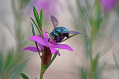 Xylocopa aerata