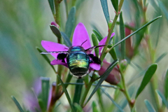 Xylocopa aerata