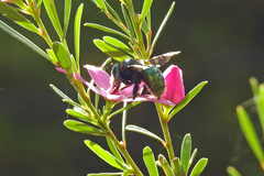 Xylocopa aerata