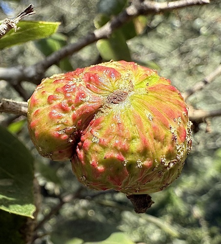 Live Oak Apple Gall Wasp photo 3