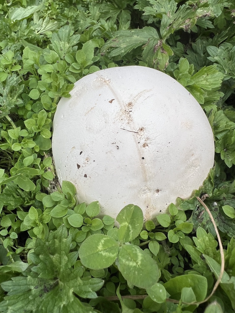 Calvatia gigantea · March 2025 · photo: © davidorlovich (iNaturalist, cc-by)