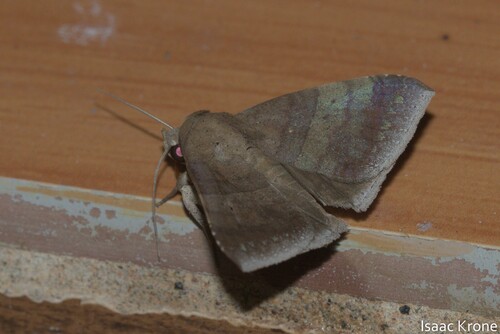 Moth