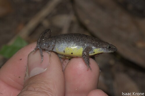 Acre's Oval Frog
