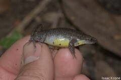 Acre's Oval Frog