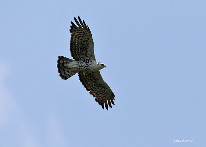 Ayres's Hawk-Eagle