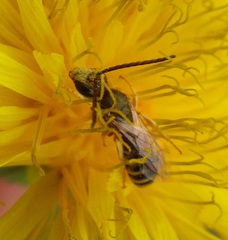 Halictus confusus