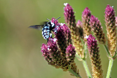 Thyreus caeruleopunctatus