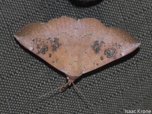 Obroatis nigriscripta