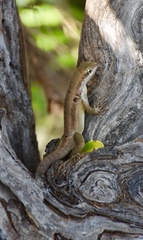 Leiocephalus macropus