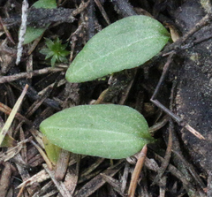 Cyrtostylis oblonga