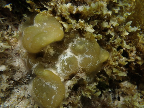 Colpomenia sinuosa observed 2025-03-15