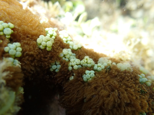 Caulerpa racemosa observed 2025-03-15