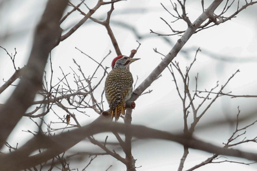 Speckle-throated Woodpecker (Campethera scriptoricauda)