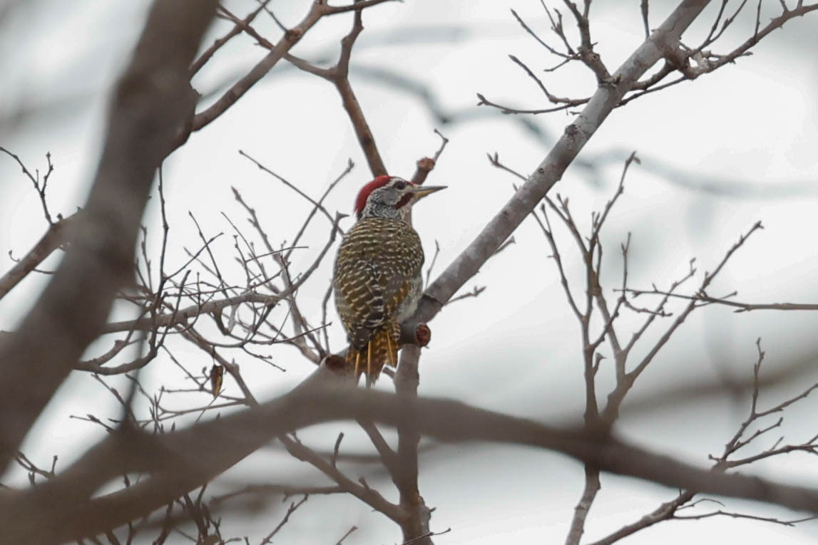 Speckle-throated Woodpecker (Campethera scriptoricauda), photo 1