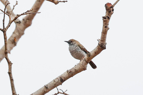 Stierling's Wren-Warbler (Calamonastes stierlingi), photo 9