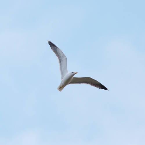 Gaviota sombría (Larus fuscus)