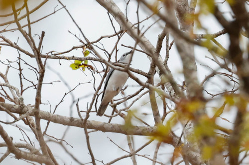 White-breasted Cuckooshrike (Ceblepyris pectoralis), photo 6