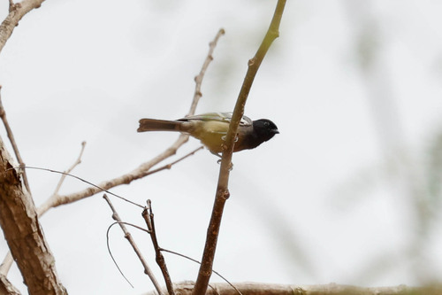 Rufous-bellied Tit (Melaniparus rufiventris), photo 9