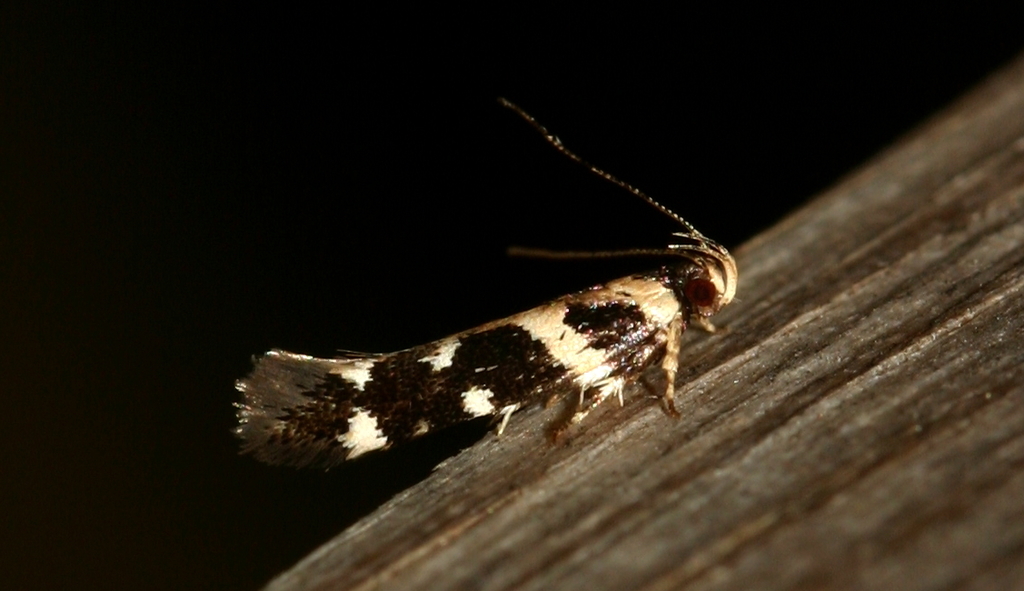 Macrobathra bigerella