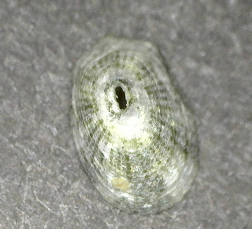 Diodora granifera observed 2025-03-05