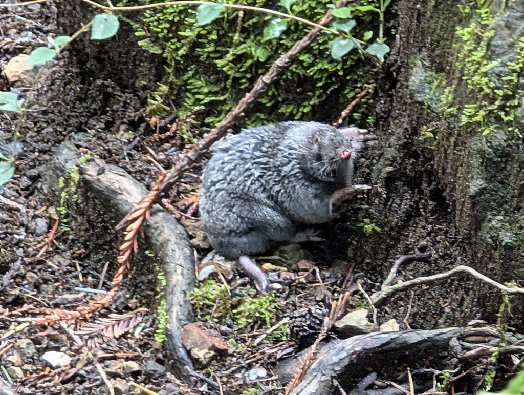 Angel Island Mole