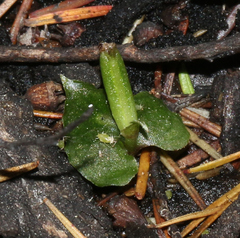Corybas cheesemanii