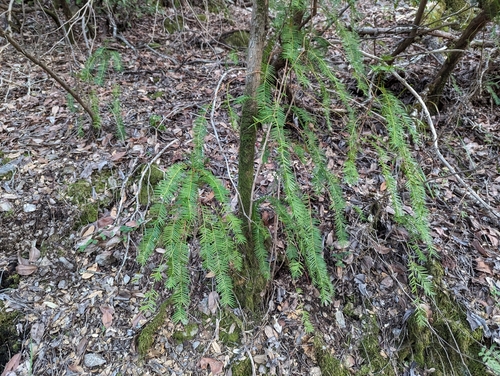Image of Torreya californica by (c) Alexander Wentworth, some rights reserved (CC BY)