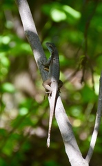 Leiocephalus macropus