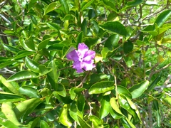 Brunfelsia uniflora