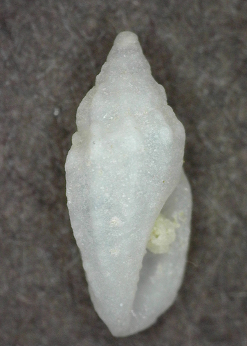 Eucithara, 2025-03-05