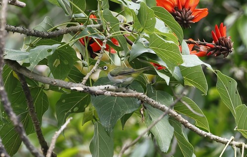 Chestnut-flanked White-eye (Zosterops erythropleurus), photo 9
