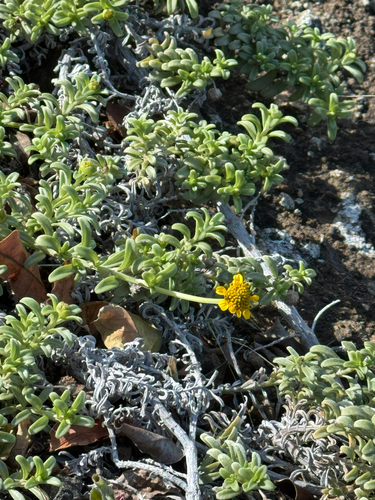 Lipochaeta integrifolia observed 2025-03-15