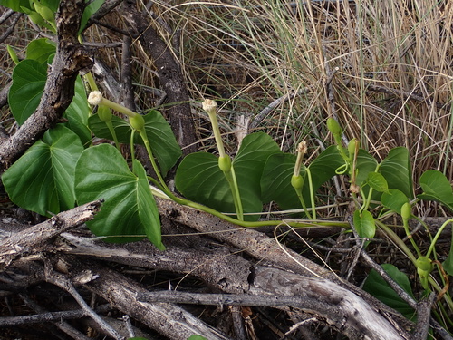 Ipomoea violacea observed 2025-03-10