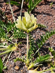 Oxytropis evenorum