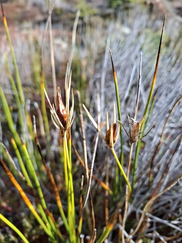 Image of Marsippospermum grandiflorum by (c) Cecilia Briceño, some rights reserved (CC BY-SA)