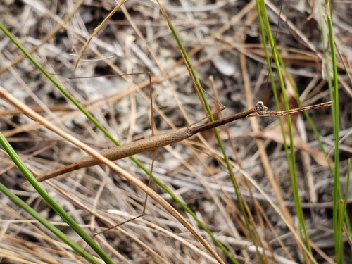 American Grass Mantis photo 6
