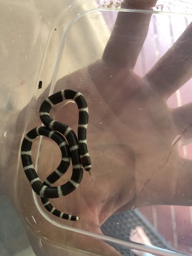 Eastern Bandy Bandy sighting