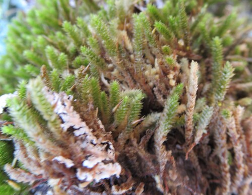 Image of Riddell's Spikemoss (Selaginella corallina) by (c) Linda Jo Conn, some rights reserved (CC BY)