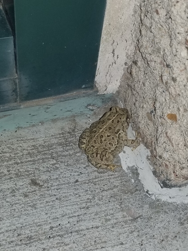 Woodhouse's Toad photographed in North Dakota