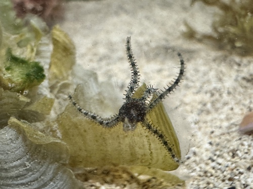 Ophiocomella sexradia observed 2025-03-14