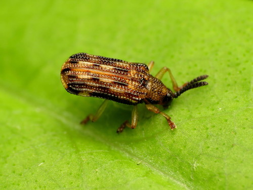 Sumitrosis inaequalis photo 5