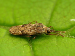 Leptoypha mutica