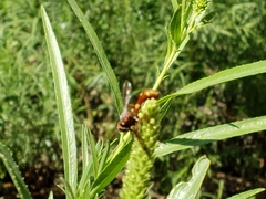 Physocephala marginata