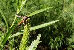 Physocephala marginata