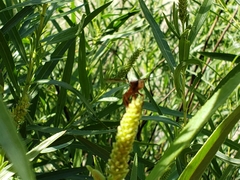 Physocephala marginata