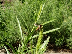Physocephala marginata