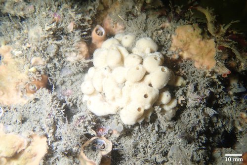 Neopetrosia problematica · iNaturalist
