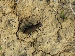Cylindera germanica